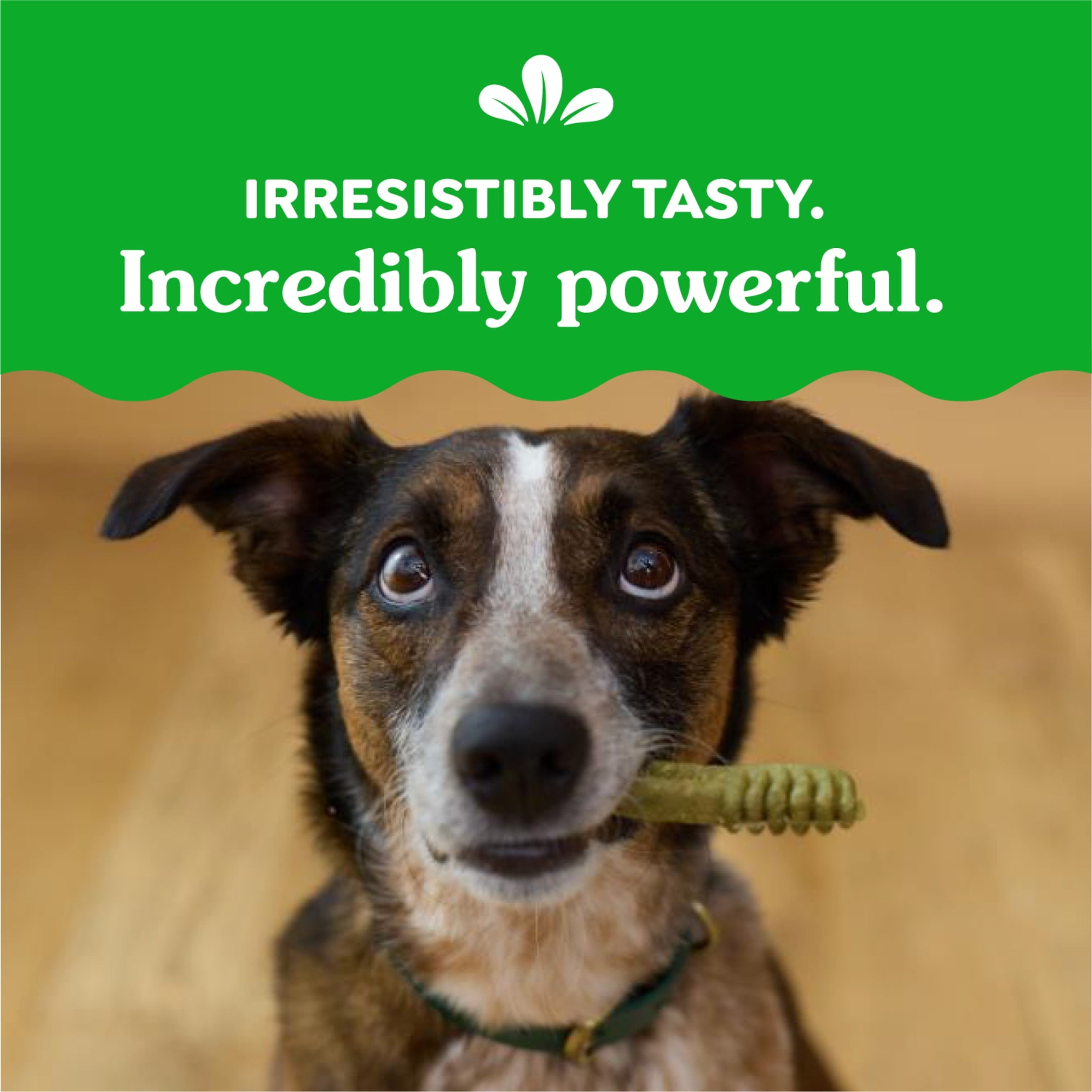 Greenies Regular Natural Dog Dental Treats, Sweet Potato Flavor, 36 Oz Pack (36 Treats)