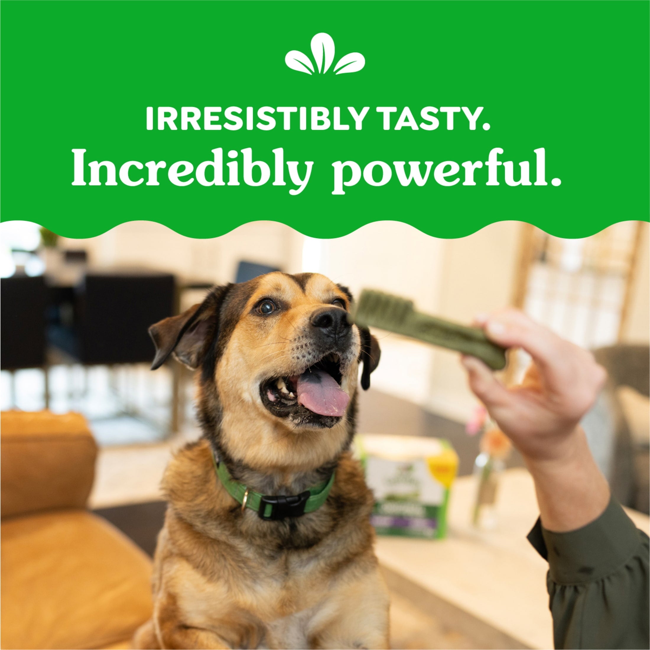 Greenies Large Natural Dog Dental Treats, Sweet Potato Flavor, 12 Oz Pack (8 Treats)